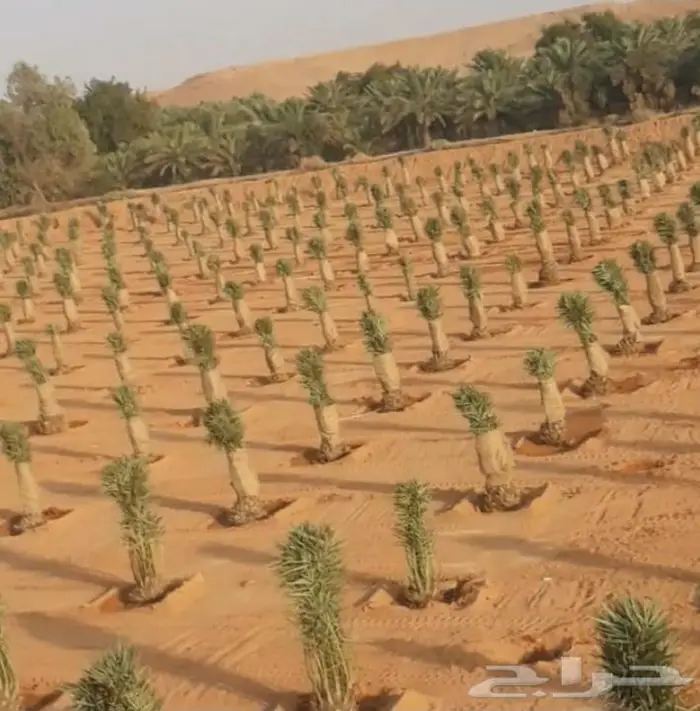 نخل للبيع معاتوصيل خلاص صقعي سكري مجدول نبوت 3
