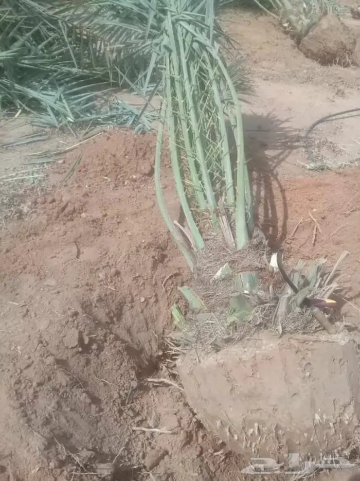 نخل للبيع معاتوصيل خلاص صقعي سكري مجدول نبوت 5