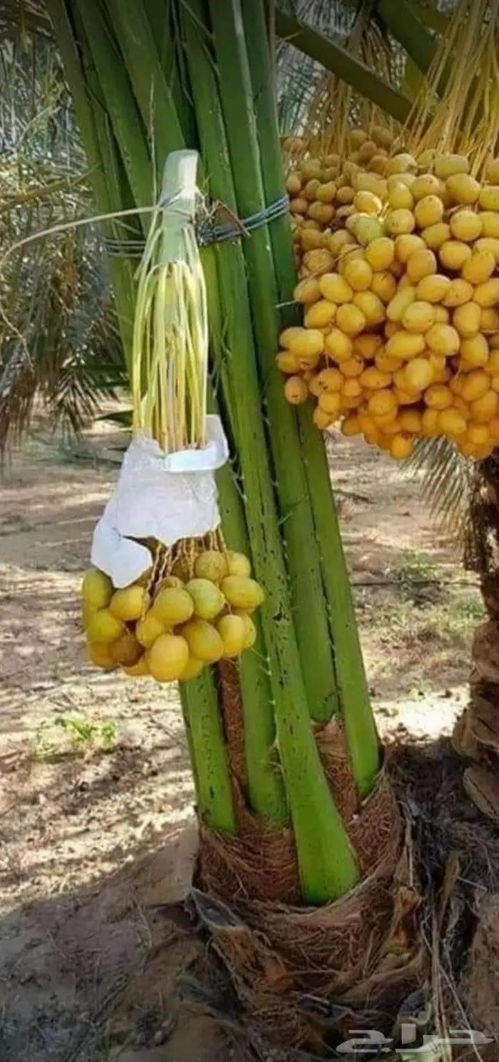 نخل للبيع معاتوصيل خلاص صقعي سكري مجدول نبوت 2