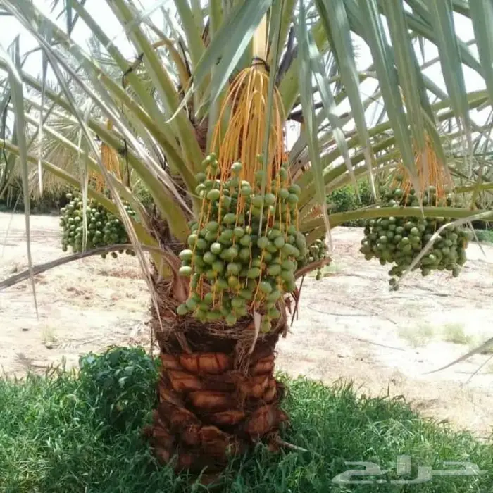 نخل للبيع معاتوصيل خلاص صقعي سكري مجدول نبوت 1