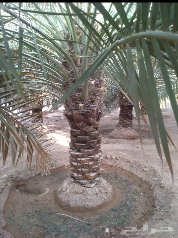 نخل للبيع معاتوصيل خلاص صقعي سكري مجدول نبوت 7
