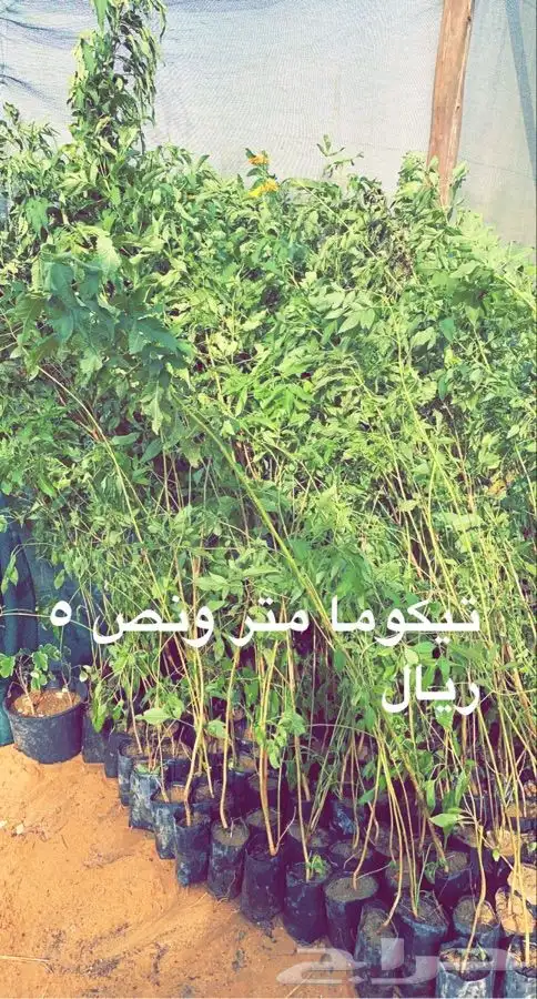 شتلات مخفضه واشجار باسعار طيبه 4