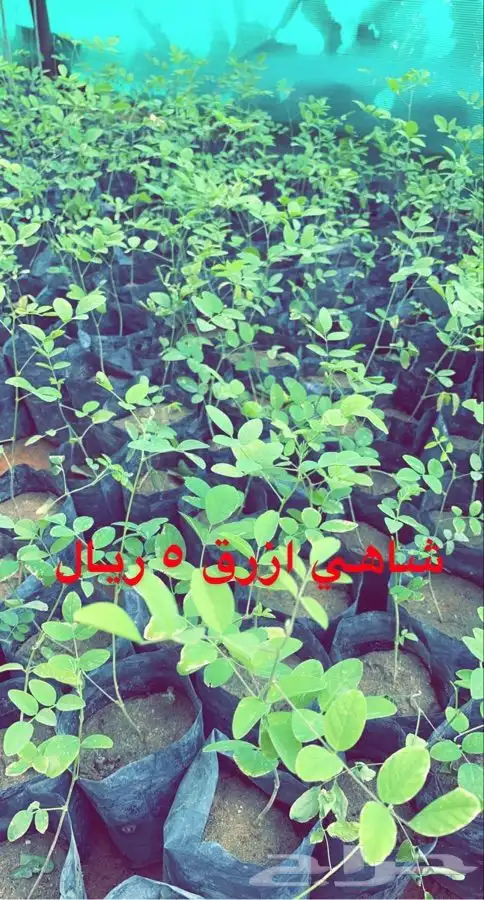 شتلات مخفضه واشجار باسعار طيبه 8
