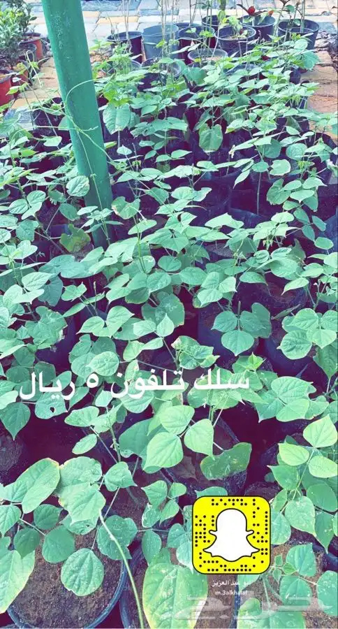 شتلات مخفضه واشجار باسعار طيبه 3