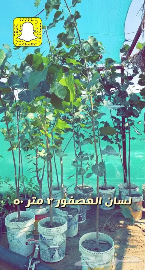 شتلات مخفضه واشجار باسعار طيبه 6