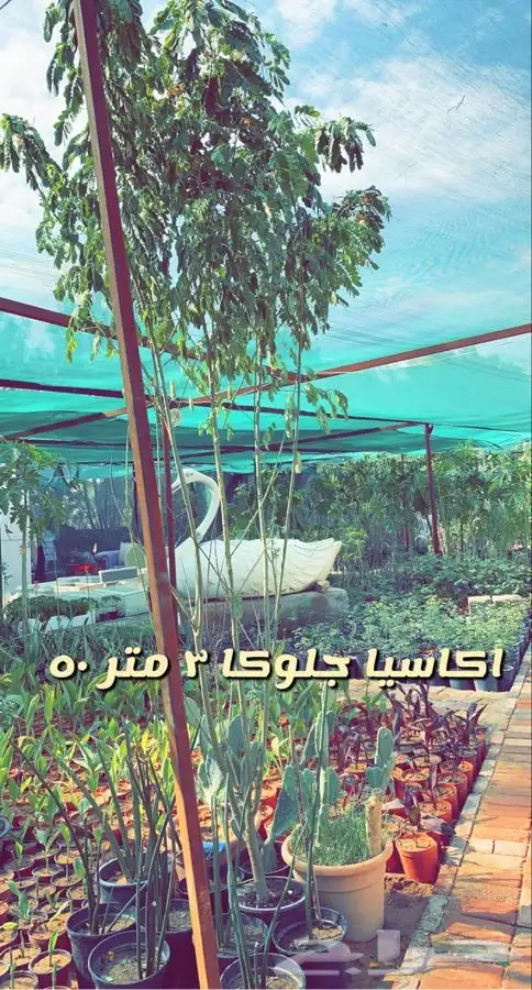 شتلات مخفضه واشجار باسعار طيبه 1