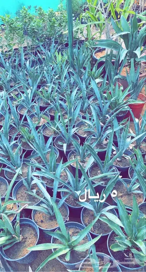 شتلات مخفضه واشجار باسعار طيبه 0