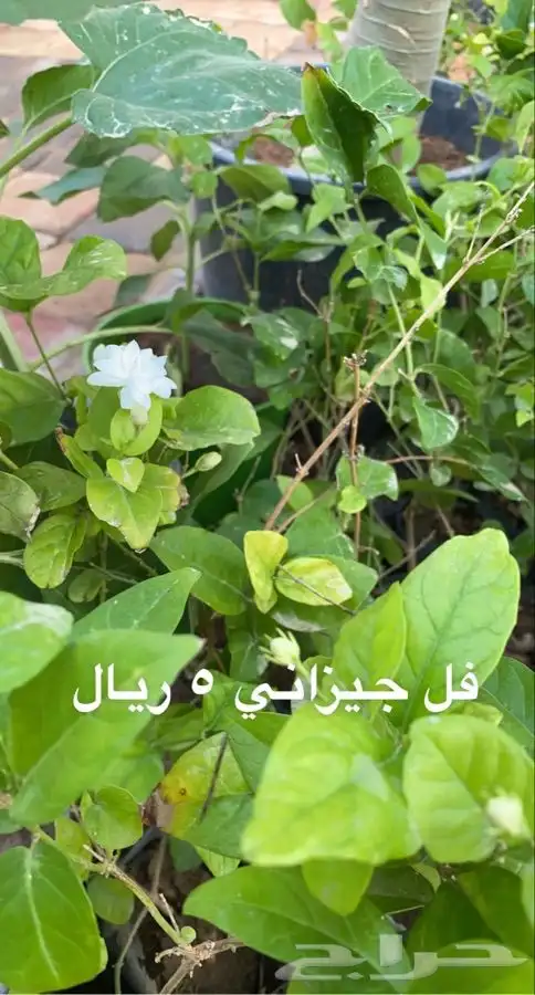 شتلات مخفضه واشجار باسعار طيبه 5