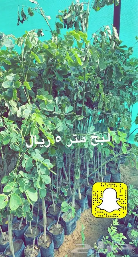 شتلات مخفضه واشجار باسعار طيبه 2