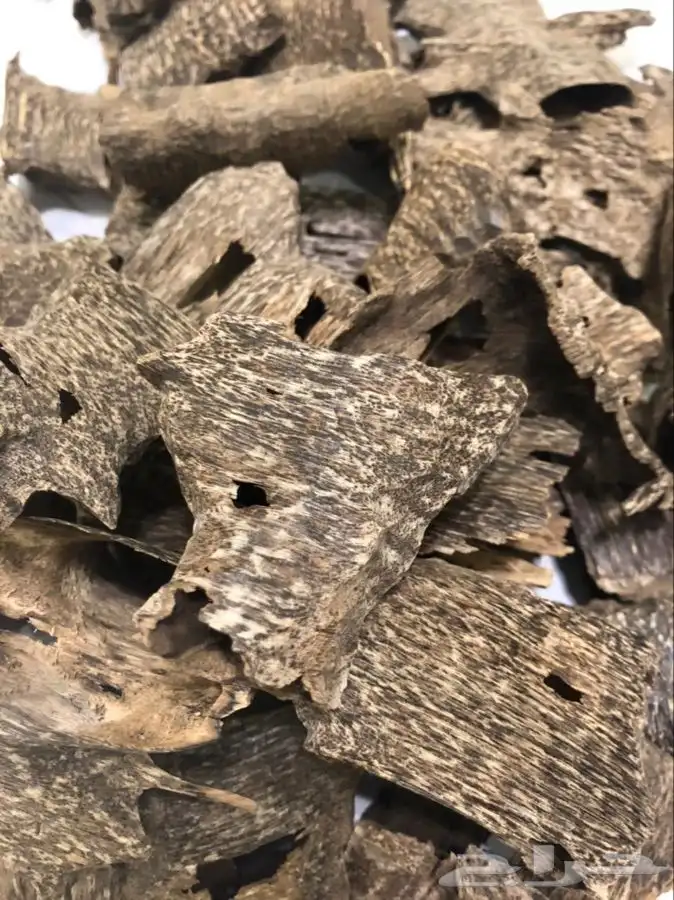 عود كمبودي طبيعي قواقع وزوايا سوبر مرتفع ودبل لأهل الفخامة 2