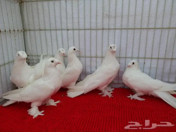 حمام تركي اصول مستورده بجده ذهبان 0