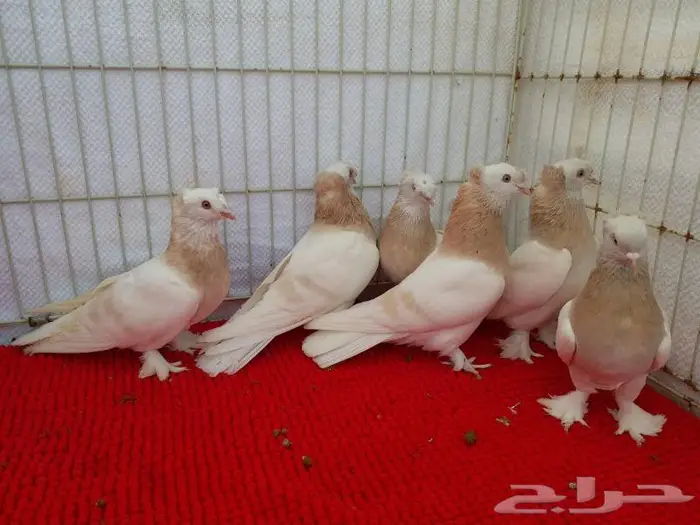 حمام تركي اصول مستورده بجده ذهبان 2