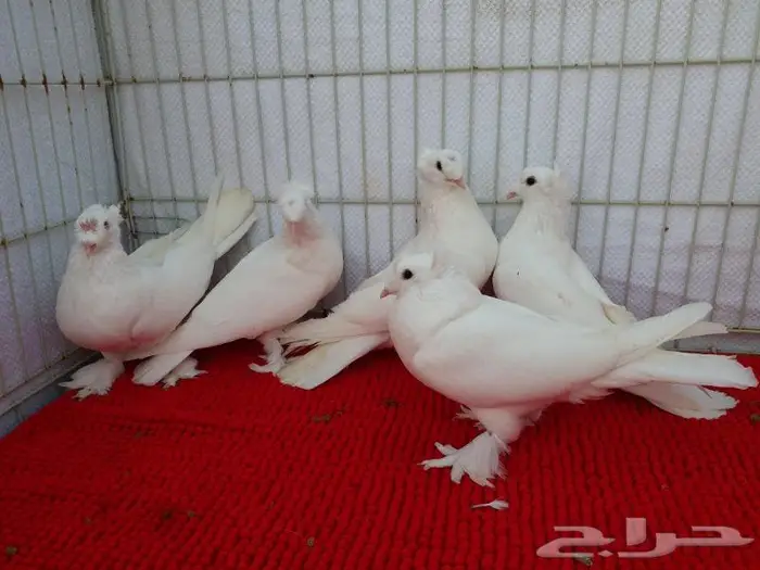 حمام تركي اصول مستورده بجده ذهبان 6