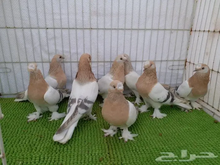 حمام تركي اصول مستورده بجده ذهبان 7