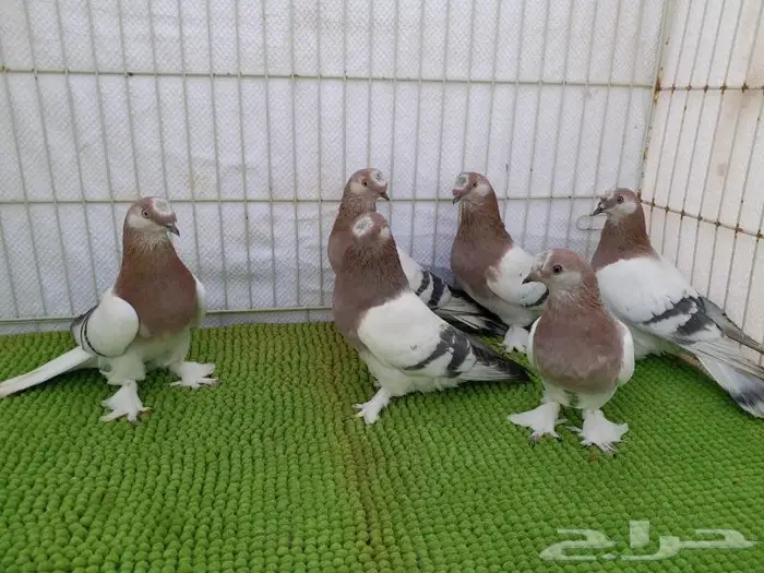 حمام تركي اصول مستورده بجده ذهبان 9