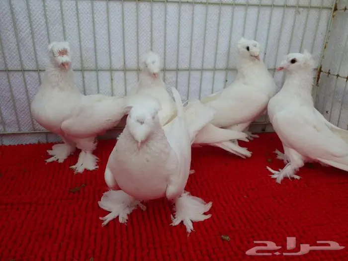 حمام تركي اصول مستورده بجده ذهبان 3