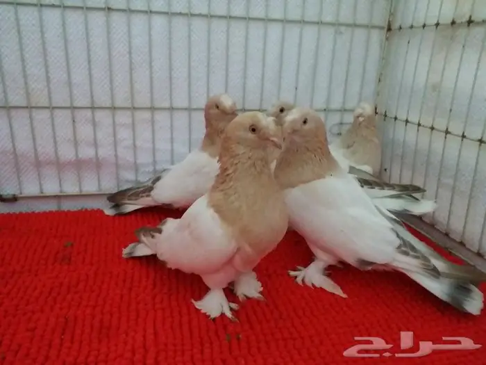 حمام تركي اصول مستورده بجده ذهبان 4