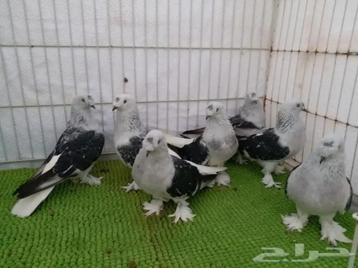 حمام تركي اصول مستورده بجده ذهبان 14