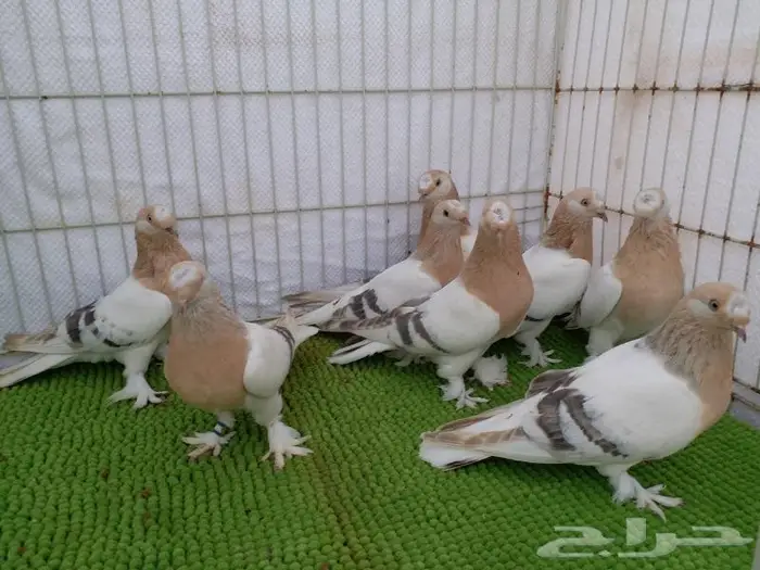 حمام تركي اصول مستورده بجده ذهبان 17