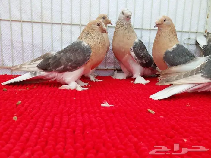 حمام تركي اصول مستورده بجده ذهبان 13