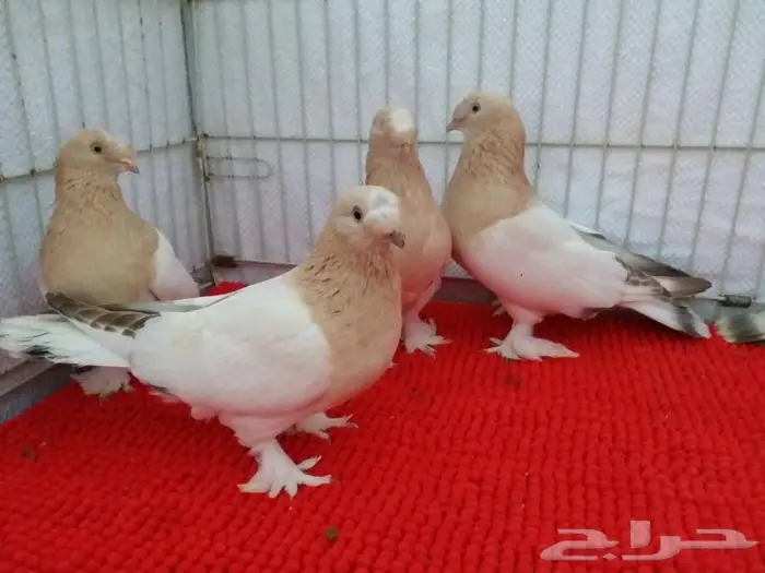 حمام تركي اصول مستورده بجده ذهبان 18