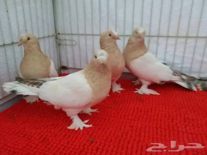 حمام تركي اصول مستورده بجده ذهبان 19