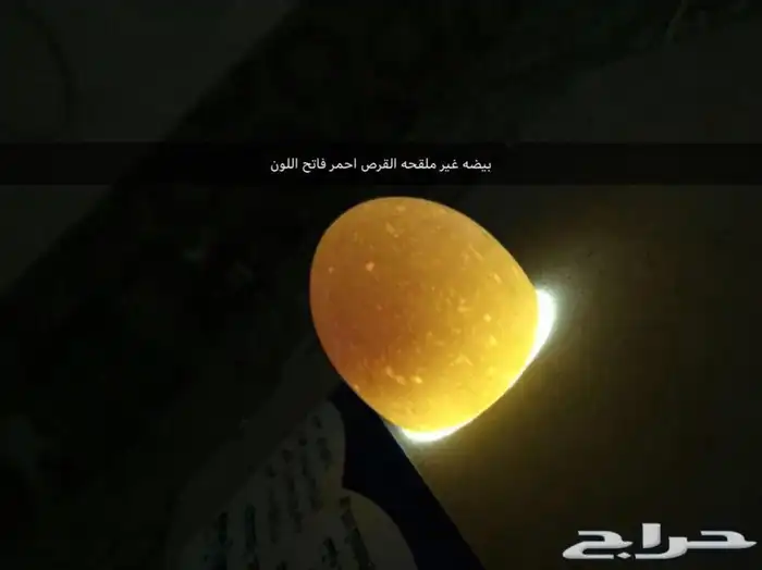 فقاسه 10
