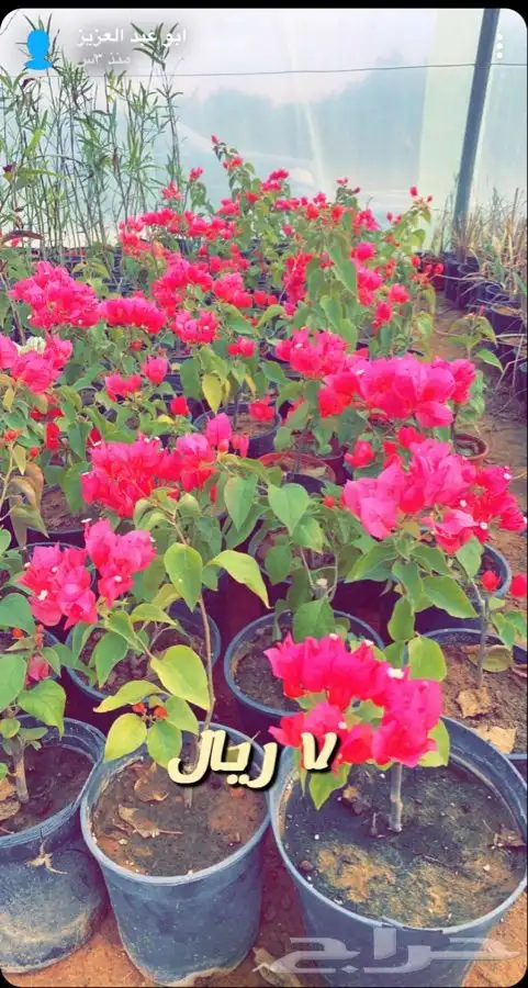 شتلات داخليه وخارجيه مزهره ومثمرة 0