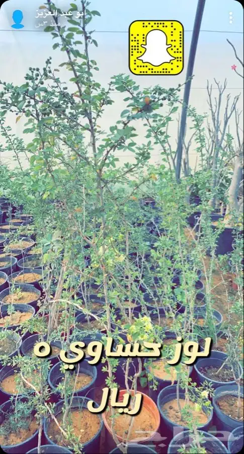 شتلات داخليه وخارجيه مزهره ومثمرة 1