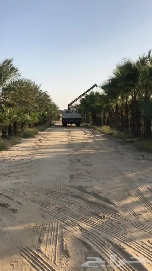 نخل واشنطن  1