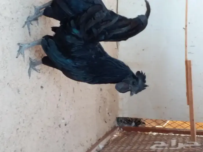 دجاج اندنوسى لمبر غيني بجده ذهبان 1