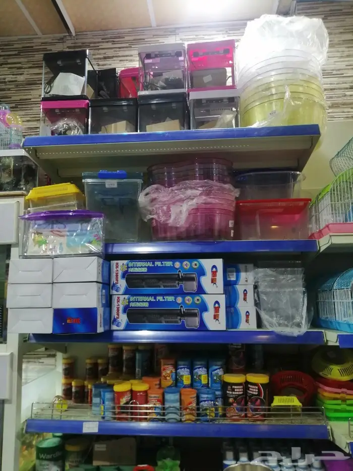 طيور الحب للبيع نوادر 13