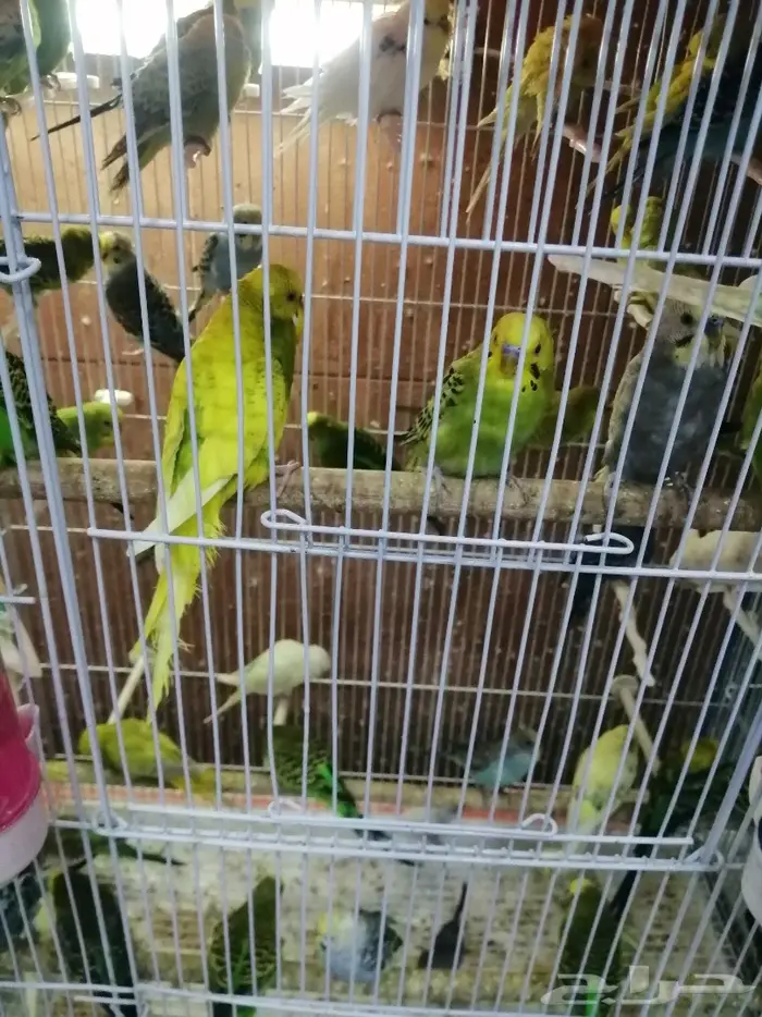 طيور الحب للبيع نوادر 20