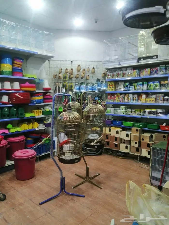 طيور الحب للبيع نوادر 33