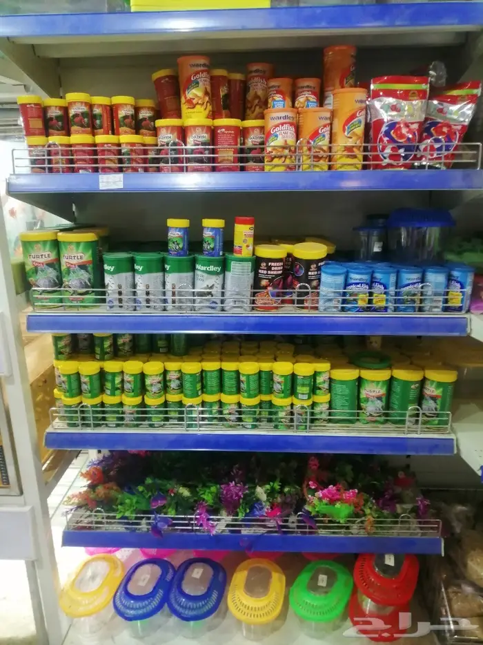طيور الحب للبيع نوادر 42