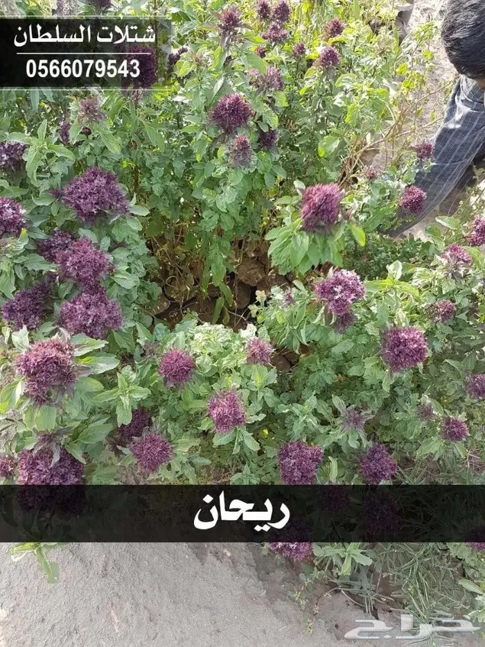 شتلات السلطان . باسعار منافسة تبدا من 1.50 74