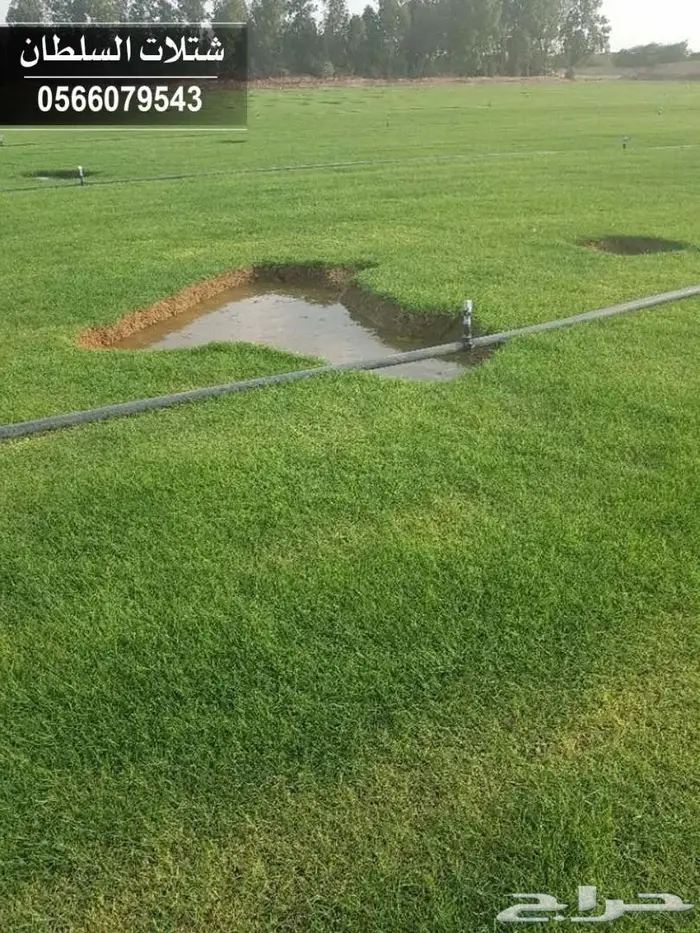 شتلات السلطان . باسعار منافسة تبدا من 1.50 94