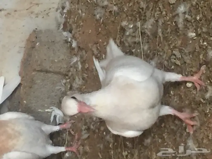 فروخ حمام ( زغاليل ) جامبو 1