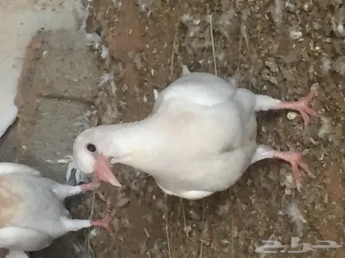 فروخ حمام ( زغاليل ) جامبو 2