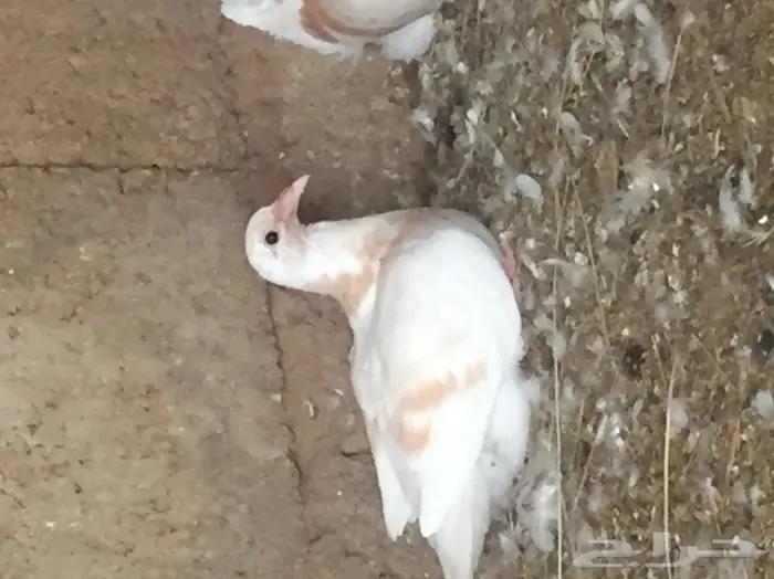 فروخ حمام ( زغاليل ) جامبو 5