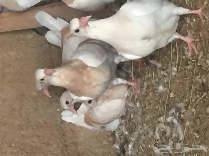 فروخ حمام ( زغاليل ) جامبو 6