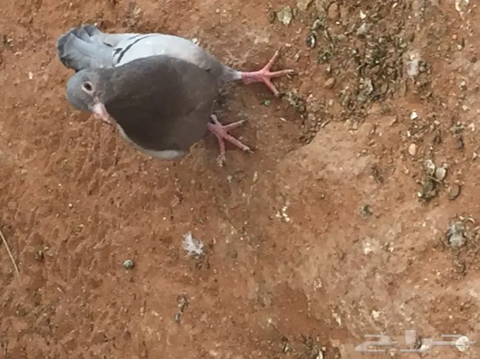 فروخ حمام ( زغاليل ) جامبو 24