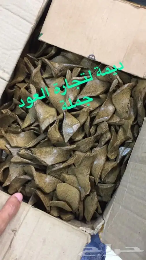 عود مروكي ملكي مبيعات جملة 9