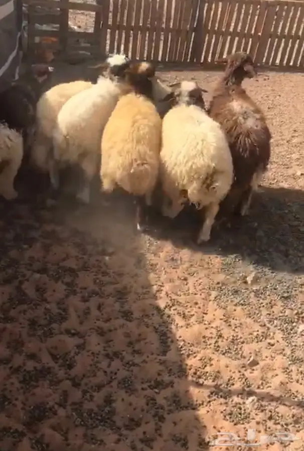 ذبايح طيبه 1