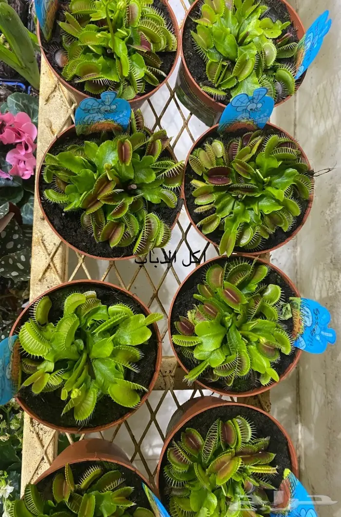 اشجار داخلية للبيع 49