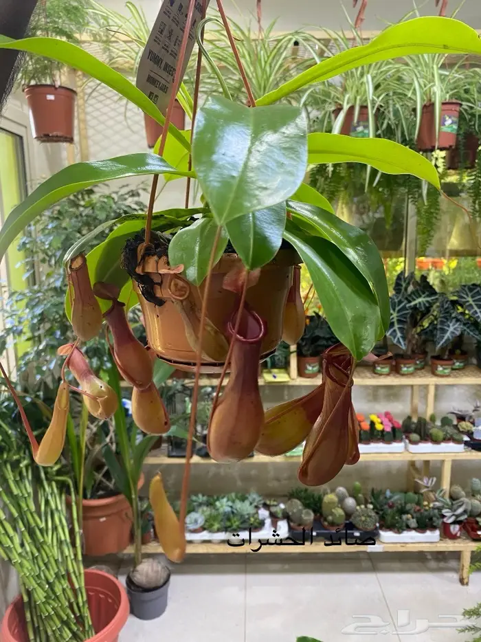 اشجار داخلية للبيع 46