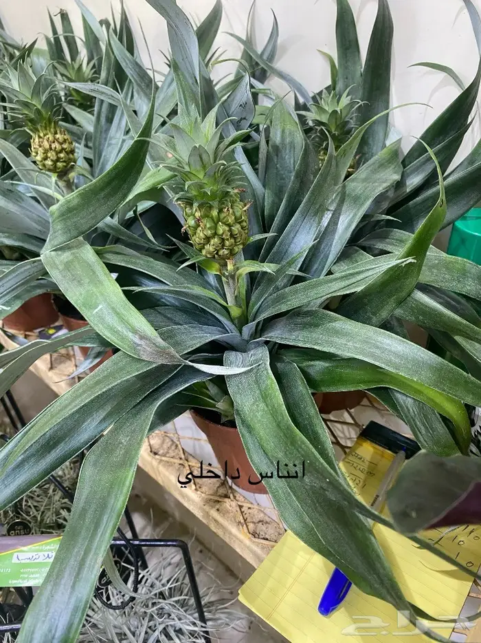 اشجار داخلية للبيع 47