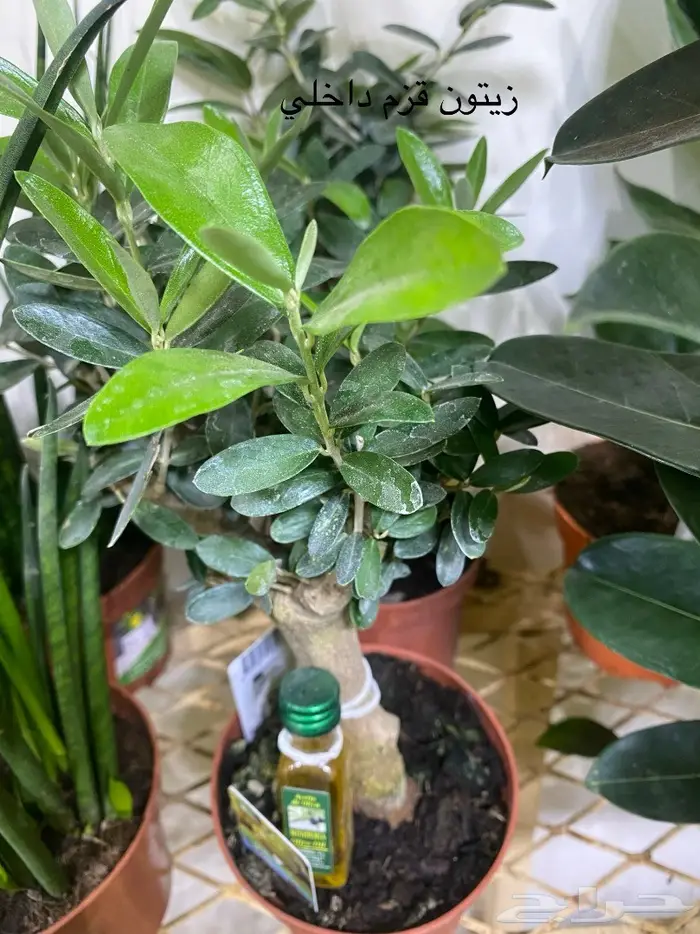 اشجار داخلية للبيع 48