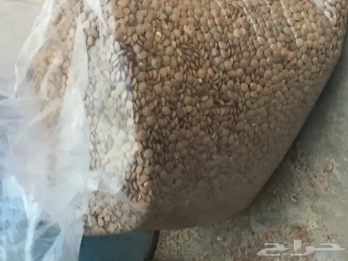 فروخ حمام ( زغاليل ) جامبو 27