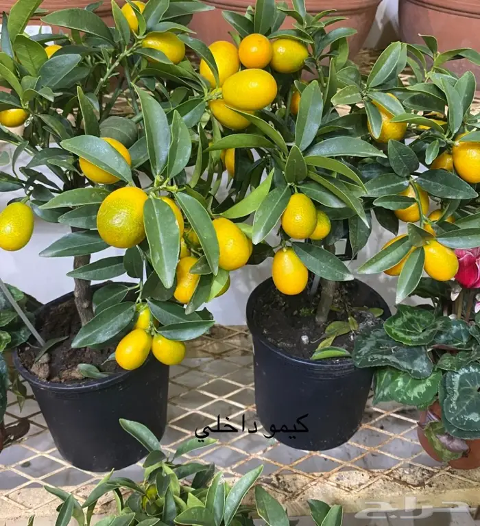 اشجار داخلية للبيع 45